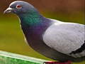 Spil Pigeon puslespil online