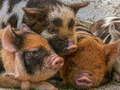 Spil Piglet Puslespil online