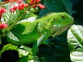 Spil Vild Iguana online