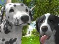 Spil Hund Simulator 3D online