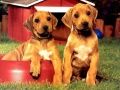 Spil Hvalpe Pairs Puzzle online