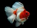 Spil Guldfisk Puslespil online