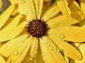Spil Blomsterblade Regndråbe Puslespil online