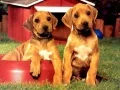 Spil Hvalpe Pairs Puzzle online Spil Hvalpe Pairs Puzzle online
