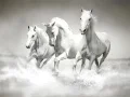 Spil Heste Puzzle online