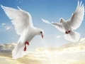 Spil Flyvende Fugle online Spil Flyvende Fugle online
