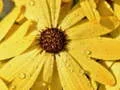 Spil Blomsterblade Regndråbe Puslespil online