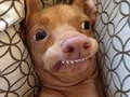 Spil Hvilken memehund er du? online