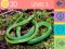 Spil 15 Billede Quiz online Spil 15 Billede Quiz online