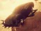 Spil Bil mod Zombie Derby online