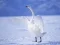 Spil Graceful Svaner online