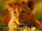 Spil Vilde Baby Dyr Puslespil online