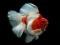 Spil Guldfisk Puslespil online