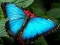 Spil Natur Puslespil Sommerfugl online