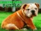 Spil Bulldog Hvalpe Puzzle online