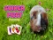 Spil Guinea Piggy Matching online