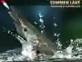 Spil Sommer Sø online