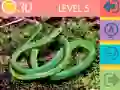 Spil 15 Billede Quiz online Spil 15 Billede Quiz online