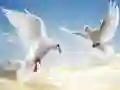 Spil Flyvende Fugle online Spil Flyvende Fugle online
