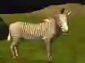 Spil Ægte Jungle Dyr Jagt online