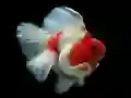 Spil Guldfisk Puslespil online Spil Guldfisk Puslespil online