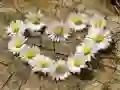 Spil Puslespil "Marguerit Hjerte" online Spil Puslespil "Marguerit Hjerte" online