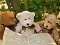 Spil Krammende Tre Bamsepuslespil online Spil Krammende Tre Bamsepuslespil online