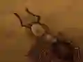 Spil Redde krummen online Spil Redde krummen online