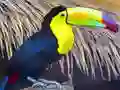 Spil Tukan Fuglepuslespil online