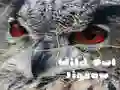 Spil Vild Ugle Puzzle online Spil Vild Ugle Puzzle online