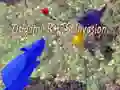 Spil Origami Rotteinvasion online Spil Origami Rotteinvasion online