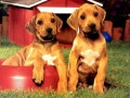 Spil Hvalpe Pairs Puzzle online