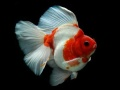Spil Guldfisk Puslespil online