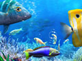 Spil Lad os Fiske online