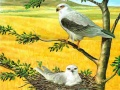 Spil Rovfugle Puzzle online