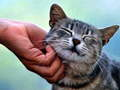 Spil Kildende Kat online