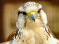 Spil Gyrfalcon Puslespil online