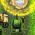 Tanks Tanks online