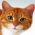 Find katten  online