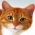 Find katten  online